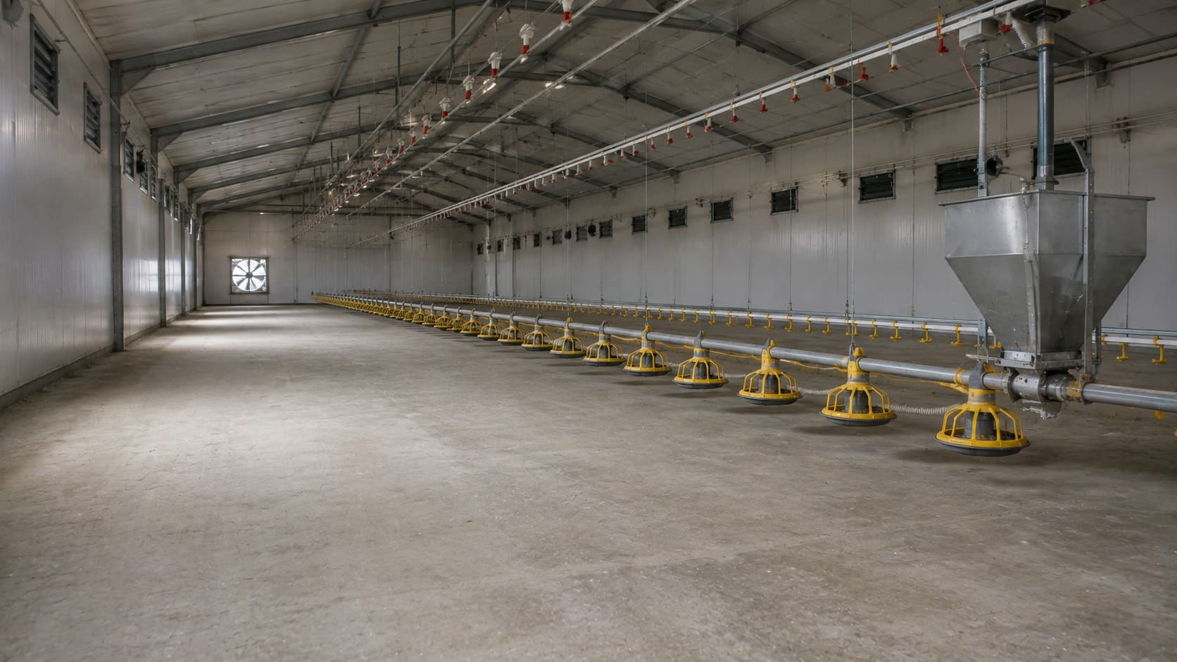 Interior de un galpón de producción avícola con línea de alimentación.