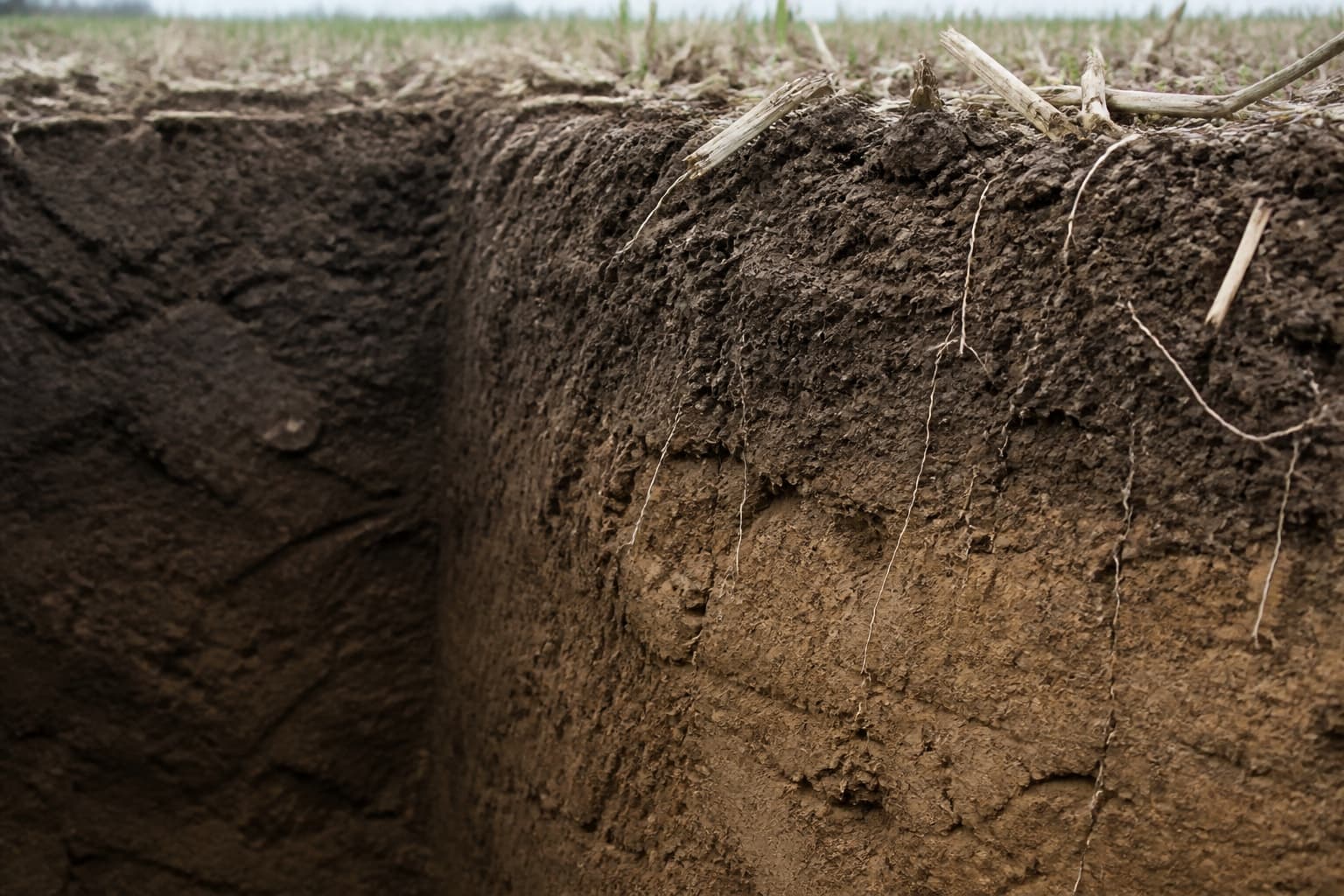 Perfil de suelo agrícola abierto en calicata, con raíces finas colgando del corte y rastrojo en la superficie